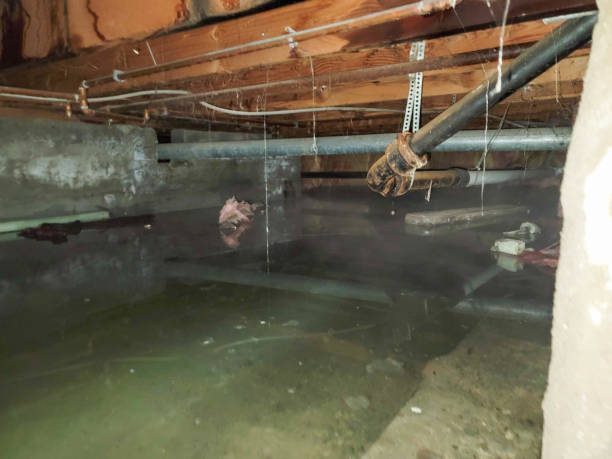 Best Sewage cleanup and water damage restoration  in Wayne City, IL