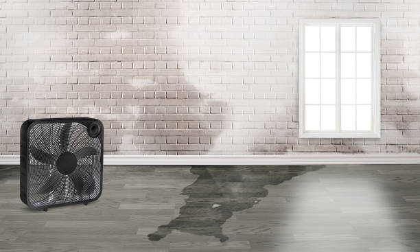 Best Commercial water damage restoration  in Wayne City, IL